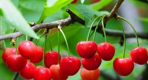 含有|夏天湿气重，3种食物换着吃，能美白祛斑，减少皱纹，早吃早好