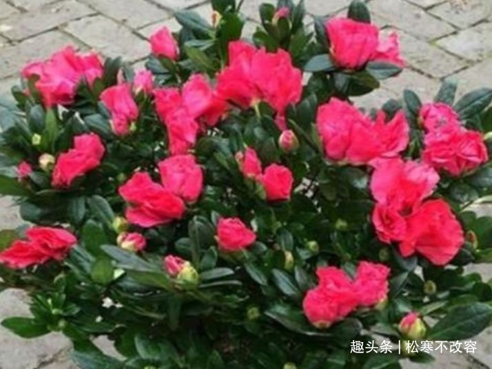 养护|几种花漂亮又好养，从春天一直开到冬天，雍容华贵，养护简单！