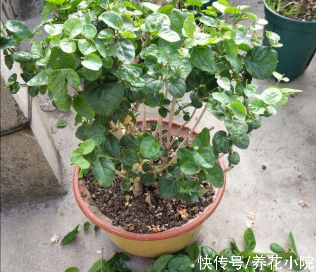 植株|家里养5种花，冬天剪一剪，来年长得旺，开花多