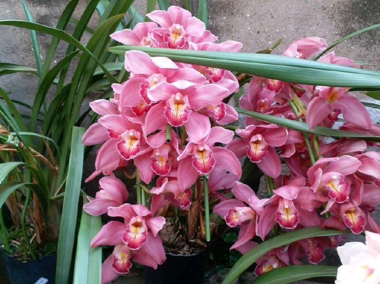 平时养盆蝴蝶草,有枝必有花,花多易爆盆,养在阳台变温馨花园