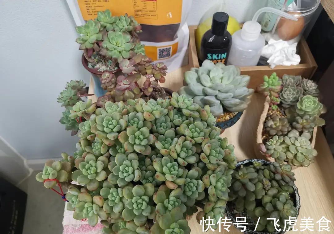 佛手|最好养的多肉名单公布,肥美又鲜艳,其中蛛丝卷绢像一张蜘蛛网