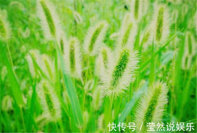 光明草|别再把狗尾巴草给扔了,它的这些养生功效,你都知道多少