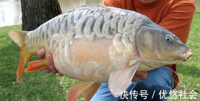 重窝|下竿前后打窝有什么区别区别很大,可能错过大鱼