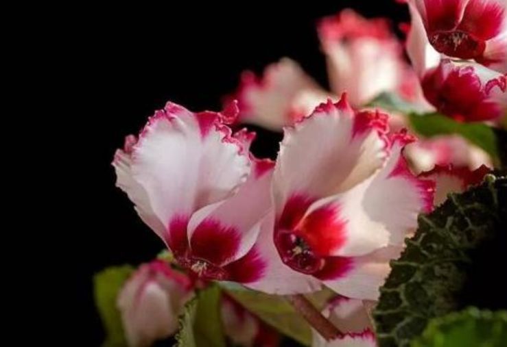 几种花,超爱开花,一夏花开不断,漂亮又喜庆,你养了吗?