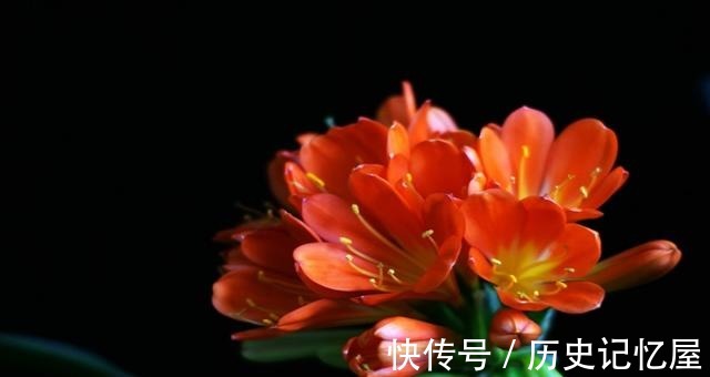 看君子兰的叶子,就知道缺啥,及时补,一片更比一片亮!