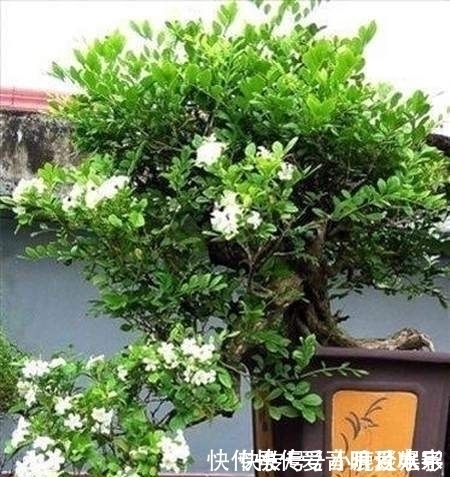 满屋|家中不要乱养花，此花号称“天下第一香”，阳台种两盆，满屋飘香