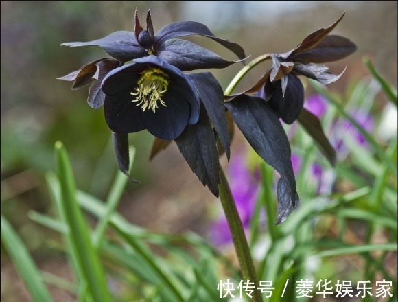 10种罕见的黑色花,都说很高贵,我怎么觉得诡异