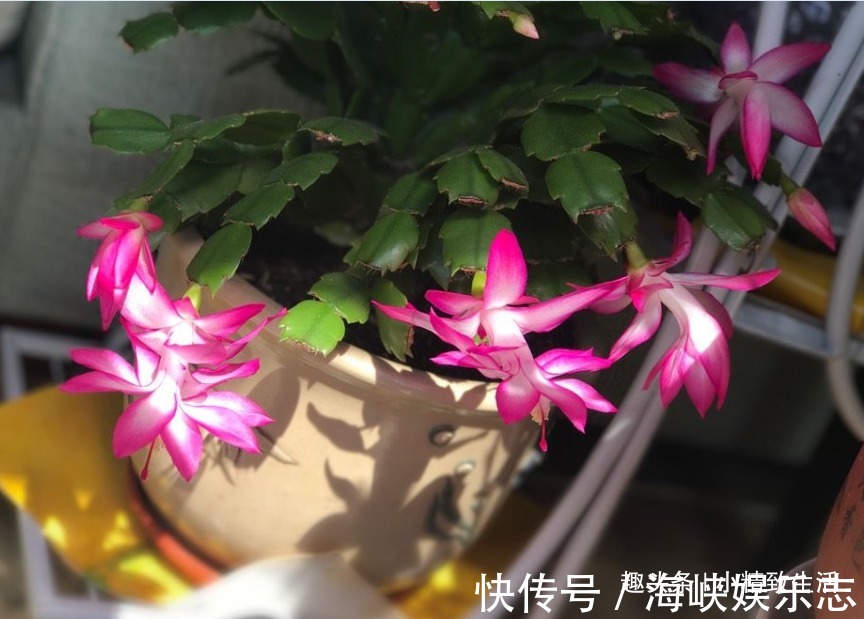 叶片|9月做件事,唤醒蟹爪兰,10月2方法,开花爆满盆