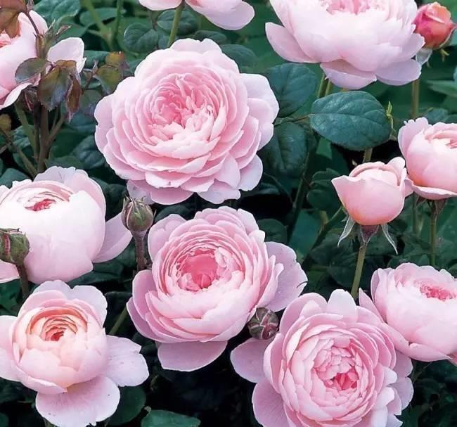 易爆|4种漂亮花,花色繁多易爆盆,娇艳欲滴好迷人