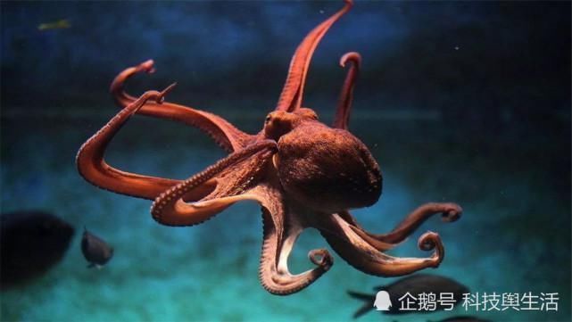 宇宙 章鱼并非地球生物,它来自外来星球我们早就误解它了
