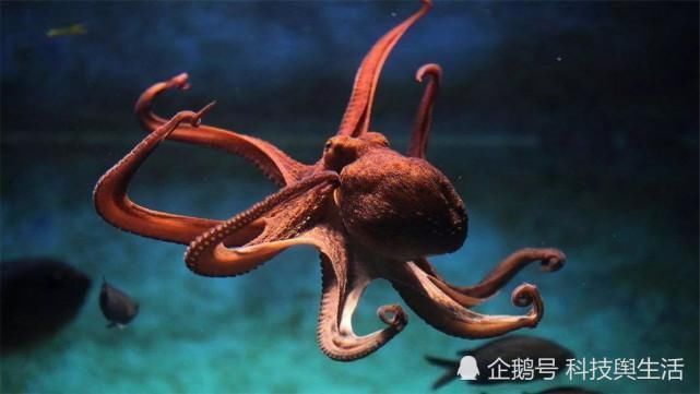 人类 章鱼并非地球生物，它来自外来星球我们早就误解它了