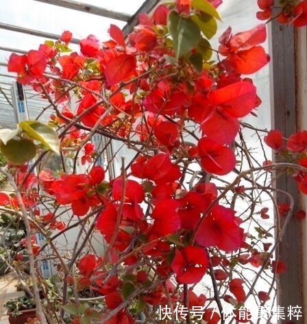 春天,养这“8种花”,一年“300多天”有花看,美死了!