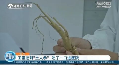人参|红薯地里挖到“宝贝”,男子好奇吃了两口,差点出人命!