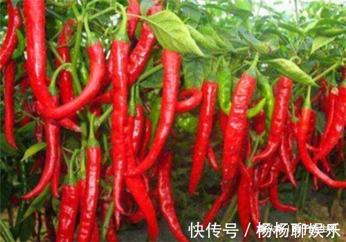 沙棘|女性要排毒,离不开4种食物,排出毒素,滋阴降火,滋养女性子宫