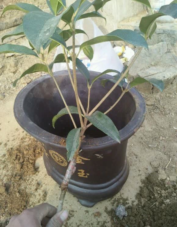 门前栽桂花，人前显富贵！新买的做好4点，缓苗快，花满枝