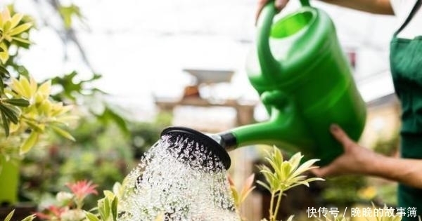 花店这种花价格不便宜 自己种却相当简单