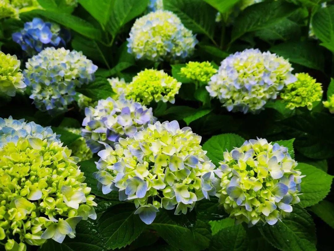 马卡龙|绣球繁花尽绽放 徐汇街头觅“清新”