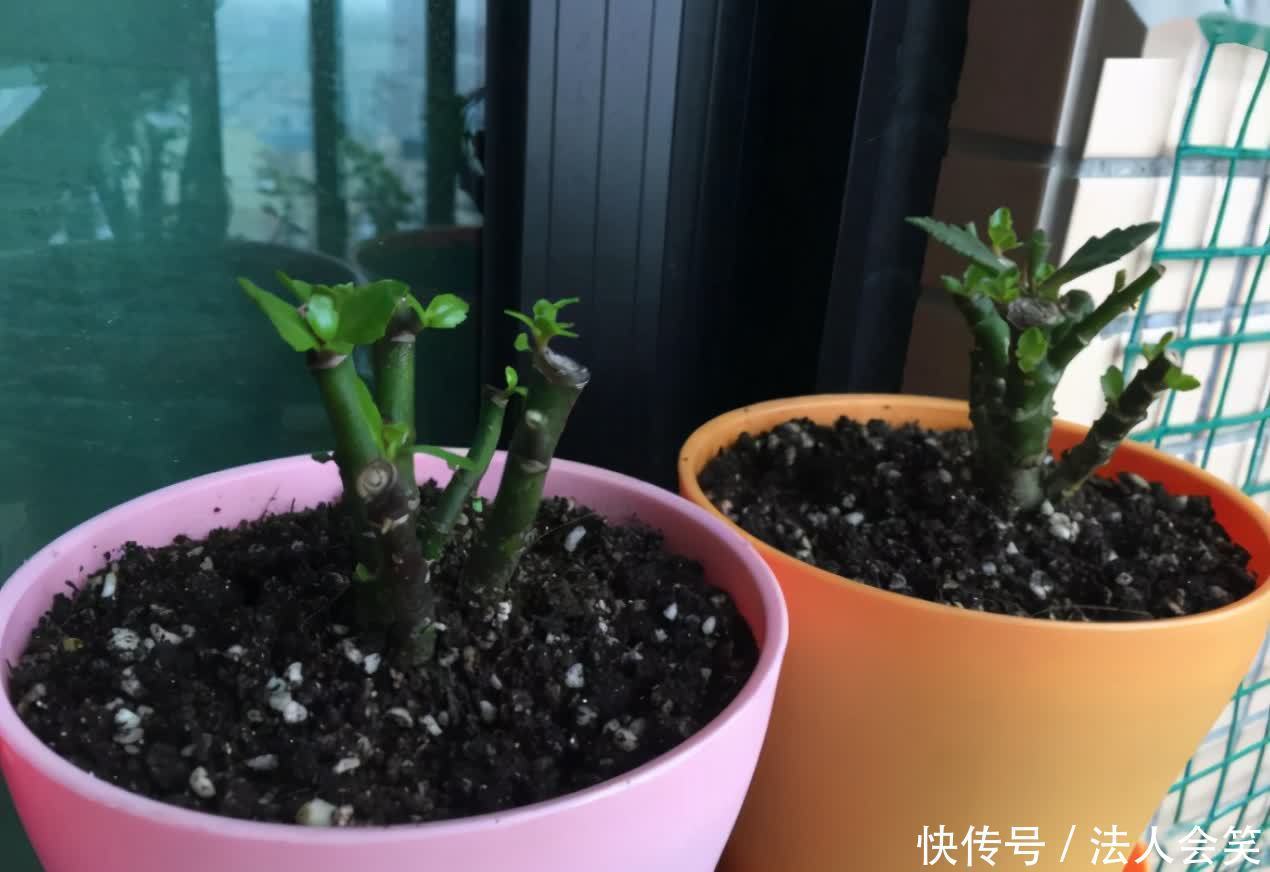 花友们|为什么有人养花能事半功倍？诀窍就是多实践这3点