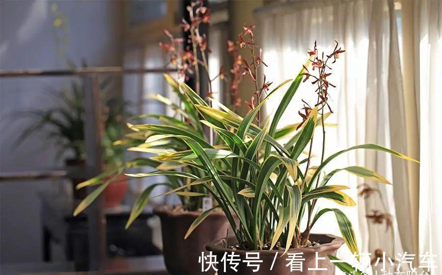 阳台养兰:光照强度影响着兰花的颜值与长势,还可调控花期哦!