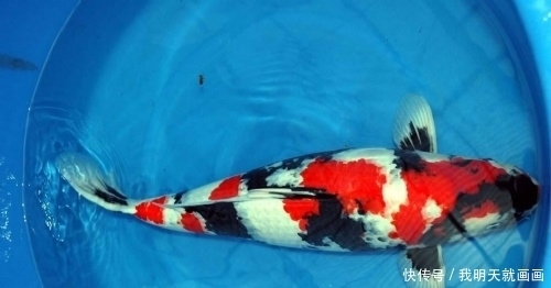 如何选择锦鲤鱼缸？？？