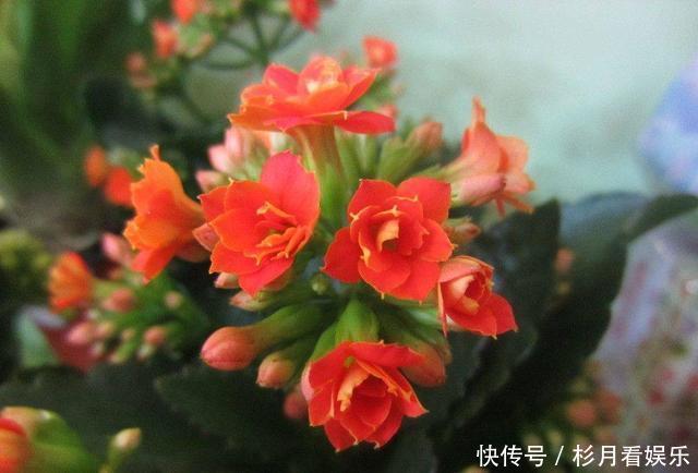 长寿花|长寿花“长寿”,这几点不注意,照样掉叶子整棵死翘翘