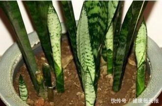 施肥|淘米水鸡蛋壳,不如“几粒它”,养花用1点,半年不施肥,长爆盆!