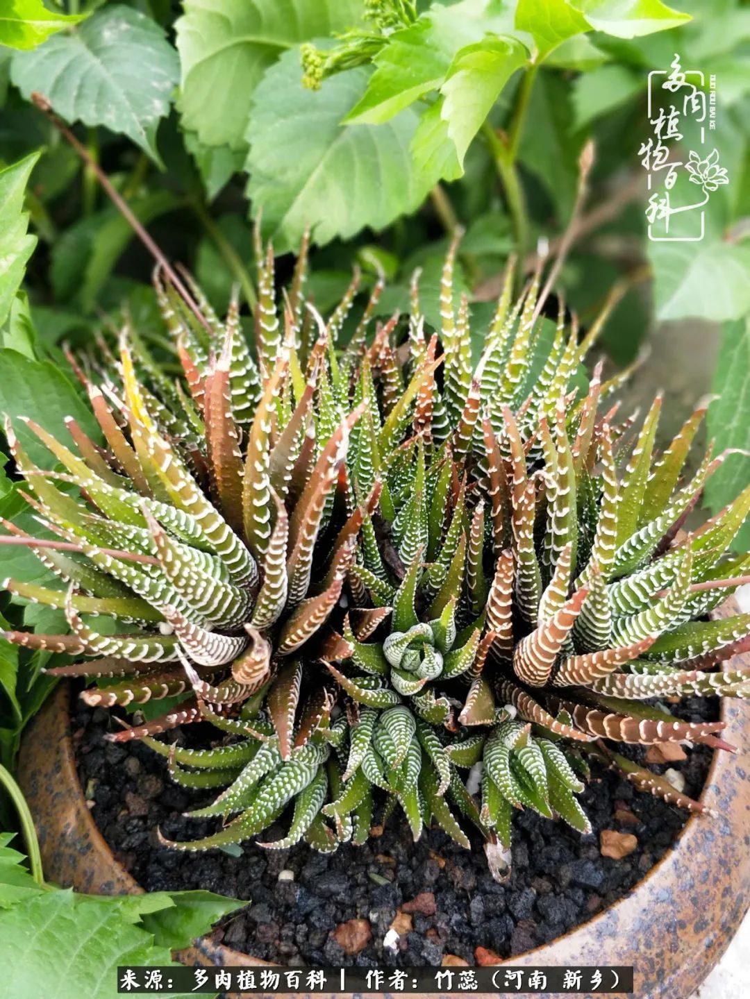 养多肉三周年有感养这么多多肉到底有啥用！