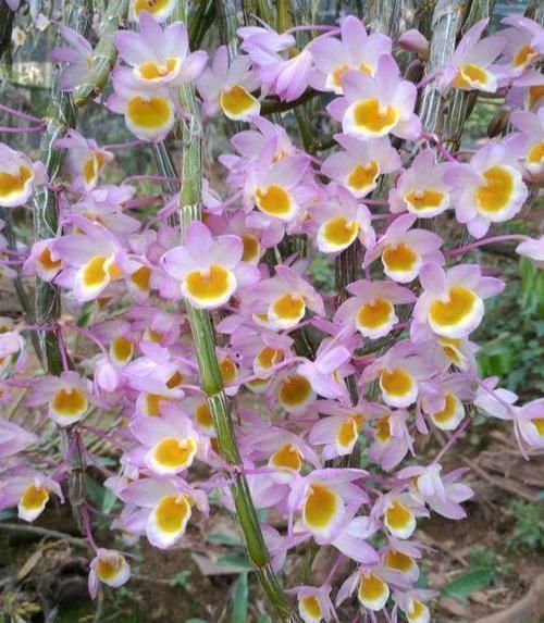兰花|比兰花还仙气,这种花“浑身是宝”,养在家中十盆也不嫌多