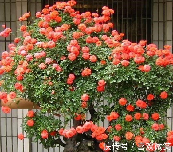 养殖花中皇后月季,盆栽做到4点,花朵个大色艳、数量多