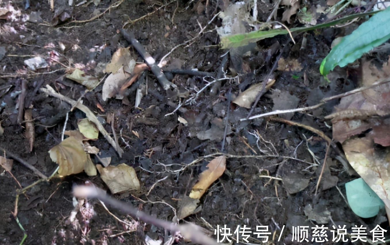 养花其实不用买土,这么配置万能营养土,有营养又透气