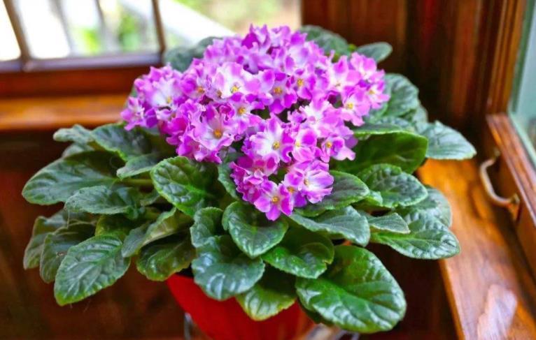 家家都有的厨房“垃圾”,用来养花都嫌臭,其实它是最佳的促花肥