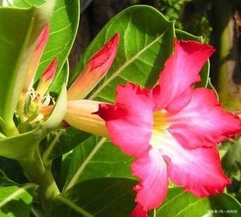 家养沙漠玫瑰总是难开花只需做好这几点，轻松花开爆满盆