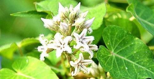 隐花果|农村此瓜,会流出”乳汁“,食用可强肾益精,药用价值很高