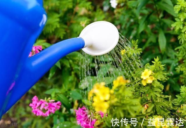养花高手都是这样浇水的，养一盆爆一盆，真是活到老学到老