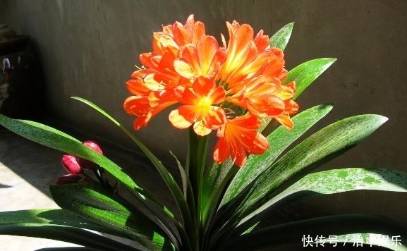 掌握住这4大要素,养殖君子兰,年年多开花、网格叶油绿