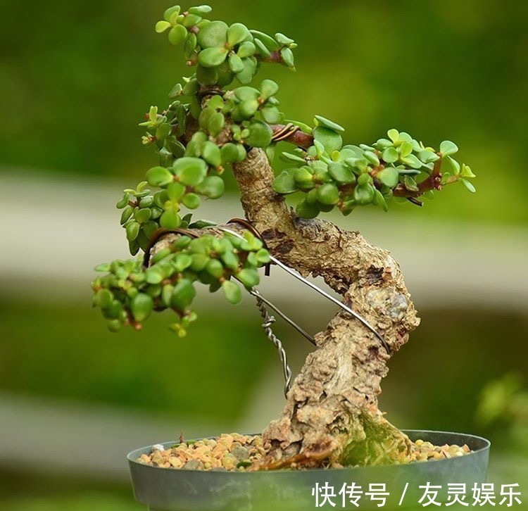 养出“这样的”金枝玉叶,需要“硬功夫”,学会4招,一盆上千块