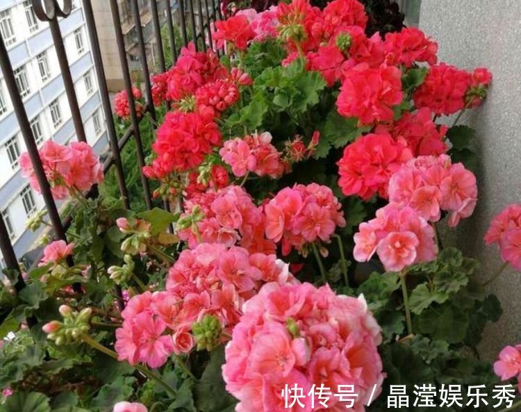 好养|4种便宜花,别小看,开花漂亮花期长,好养又漂亮