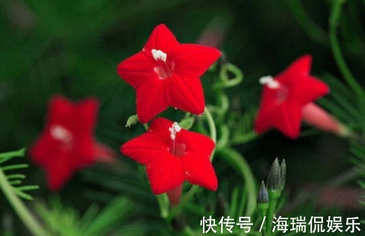 3种花,不仅名字超好听,花更漂亮,花一开美翻天,你养了吗