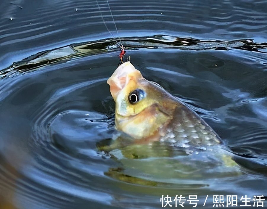 钓法|野钓江河溪流的多种靠谱钓法,流水之中轻松钓大鱼!