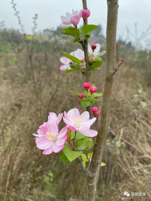 刘恩崇：春暖花开故乡行