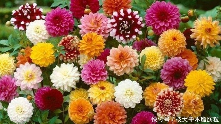 适合夏天养的花卉,开花爆盆花期长,惊艳如花球