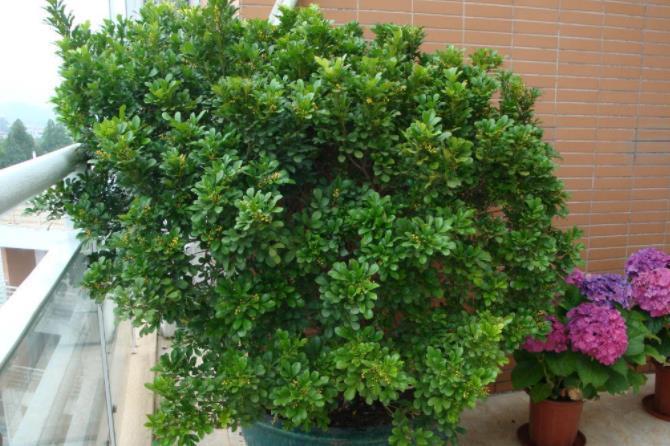 冬季4种花“特欠剪”,不剪开花少,冬季勤修剪,春季开爆盆!