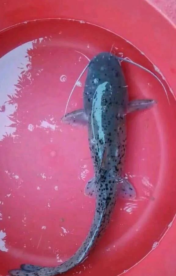 这种是我国最贵的淡水鱼品种之一，很多人即使钓到都舍不得吃