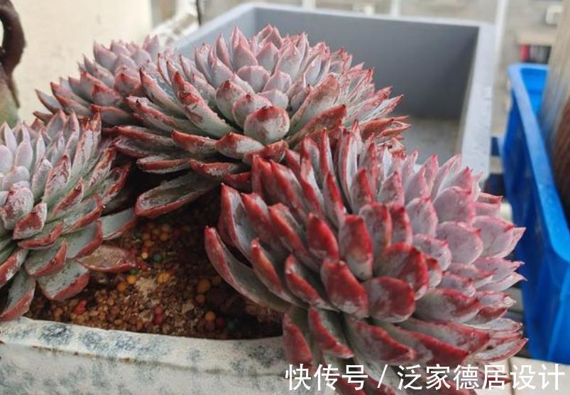 多肉植物|9月养盆多肉紫罗兰女王，容易群生颜色美，淋雨后仙气十足