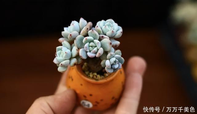多肉饿着养,个个土肥圆,越矮越小越值钱