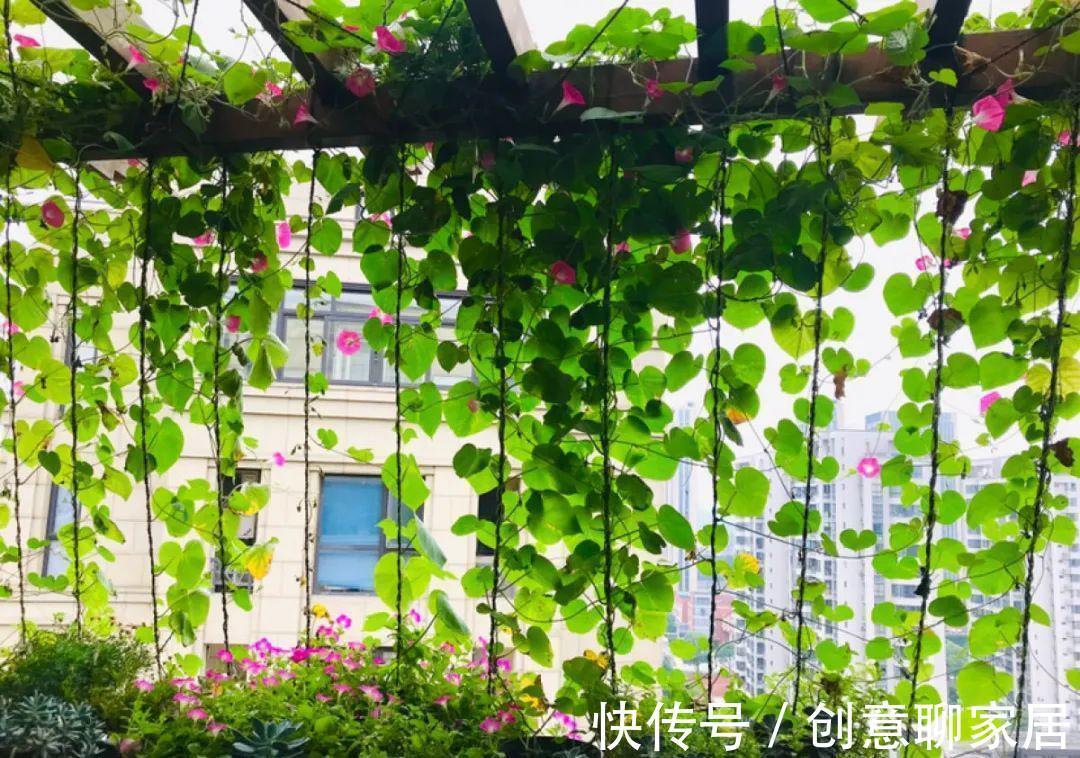 凤仙花|10种花开完不要剪，等20天之后，1盆变多盆