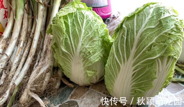大白菜|原来保存白菜一点也不难,不烂不干瘪,轻松放半年,冬天随吃随取