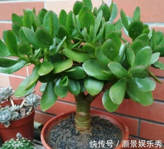 休眠|6种花淋雨就会“烂”,下雨最好放屋里,别忽视