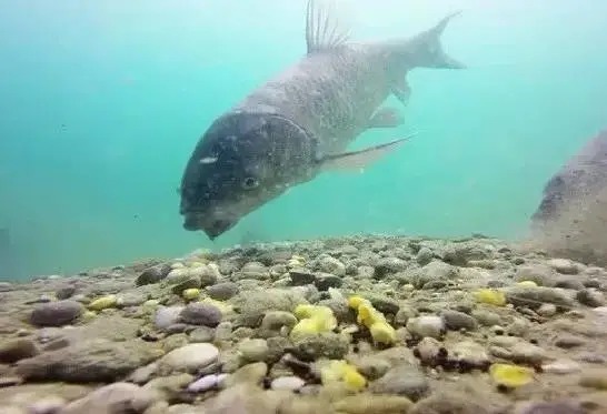 野钓巨物黄金法则，抓住这些细节，提杆就中大鱼！