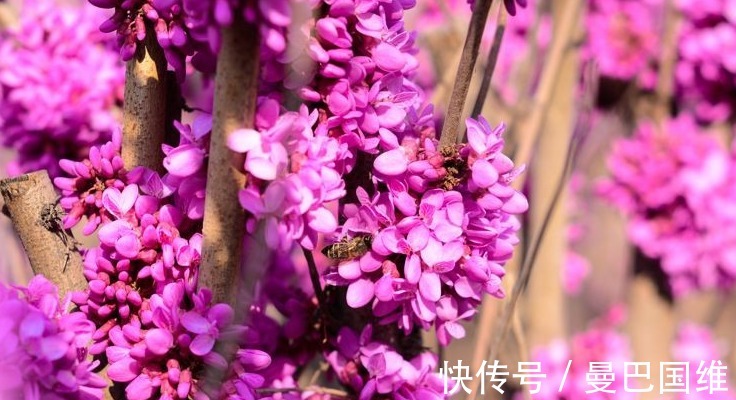 天人菊|6种公园常见的花，造型独特，开花美爆了
